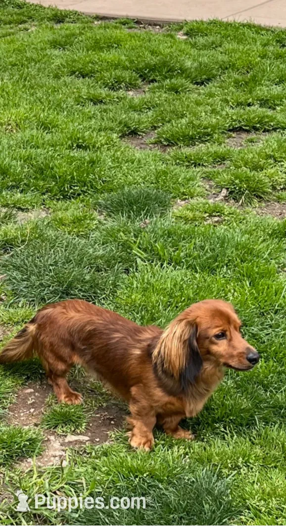 Bowie💙, a male Miniature Dachshund for sale in Plum, PA – Photo 10 of 10