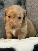 Bowie💙, a male Miniature Dachshund for sale in Plum, PA – Photo 8 of 10