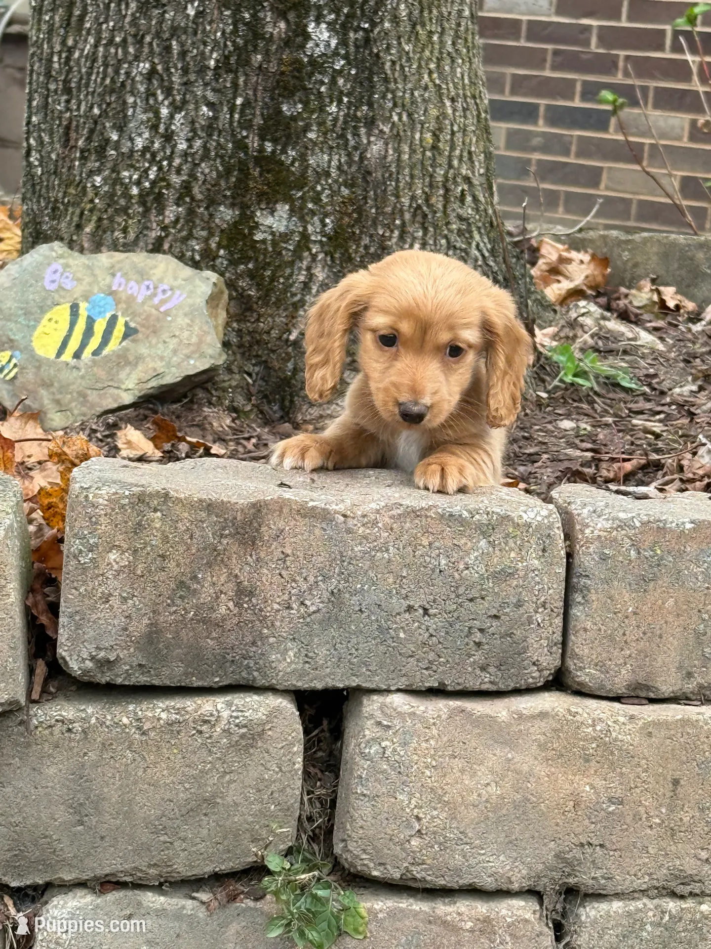 Bowie💙, a male Miniature Dachshund for sale in Plum, PA – Photo 6 of 10