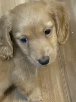 Bowie💙, a male Miniature Dachshund for sale in Plum, PA – Photo 3 of 10