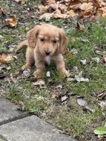 Bowie💙, a male Miniature Dachshund for sale in Plum, PA – Photo 4 of 10