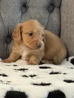 Bowie💙, a male Miniature Dachshund for sale in Plum, PA – Photo 7 of 10