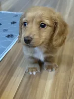 Bowie💙, a male Miniature Dachshund for sale in Plum, PA – Photo 1 of 10