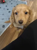 Bowie💙, a male Miniature Dachshund for sale in Plum, PA – Photo 2 of 10