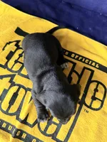 💚Onyx💚, a male Miniature Dachshund for sale in Plum, PA – 4 of 6