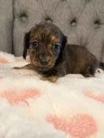 💜Webby💜, a female Miniature Dachshund for sale in Plum, PA – 1 of 4