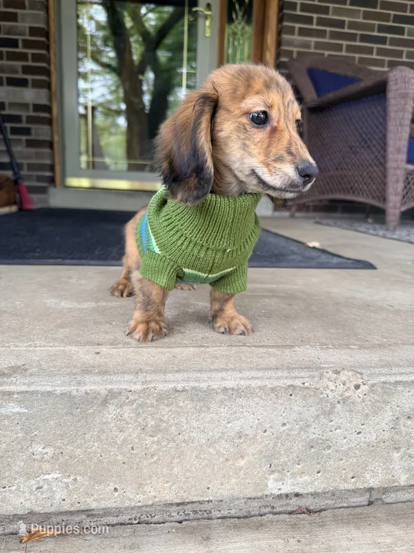 💙Luey💙 – Miniature Dachshund puppy for sale in Plum, PA
