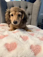 💕Paisley💕, a female Miniature Dachshund for sale in Plum, PA – 6 of 8