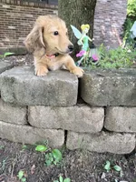 💕Paisley💕, a female Miniature Dachshund for sale in Plum, PA – 6 of 9