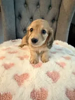 🩷Lil Miss Dolly🩷, a female Miniature Dachshund for sale in Plum, PA – 4 of 9