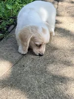 🩷Armani🩷, a female Miniature Dachshund for sale in Plum, PA – 3 of 10