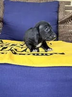 💚Onyx💚, a male Miniature Dachshund for sale in Plum, PA – 2 of 6