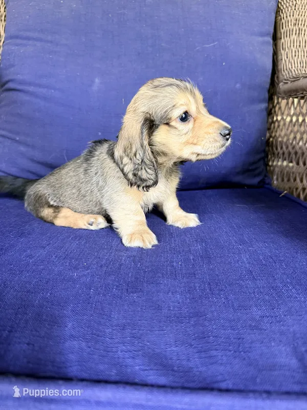 💙Gus💙 – Miniature Dachshund puppy for sale in Plum, PA