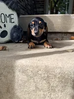 🩷Greta🩷, a female Miniature Dachshund for sale in Plum, PA – 4 of 7