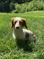 💙Boba💙, a male Miniature Dachshund for sale in Plum, PA – 6 of 6