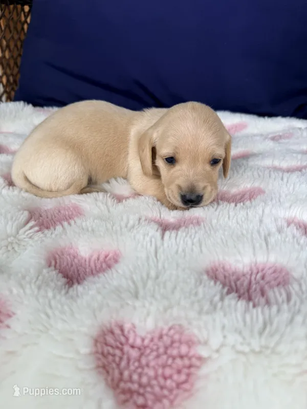 🩷Asti🩷 – Miniature Dachshund puppy for sale in Plum, PA