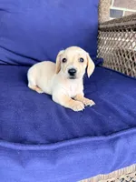 🩷Asti🩷, a female Miniature Dachshund for sale in Plum, PA – Photo 4 of 6