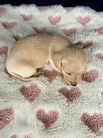 🩷Asti🩷, a female Miniature Dachshund for sale in Plum, PA – Photo 5 of 5