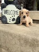🩷Asti🩷, a female Miniature Dachshund for sale in Plum, PA – Photo 5 of 6