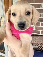 🩷Asti🩷, a female Miniature Dachshund for sale in Plum, PA – Photo 1 of 6