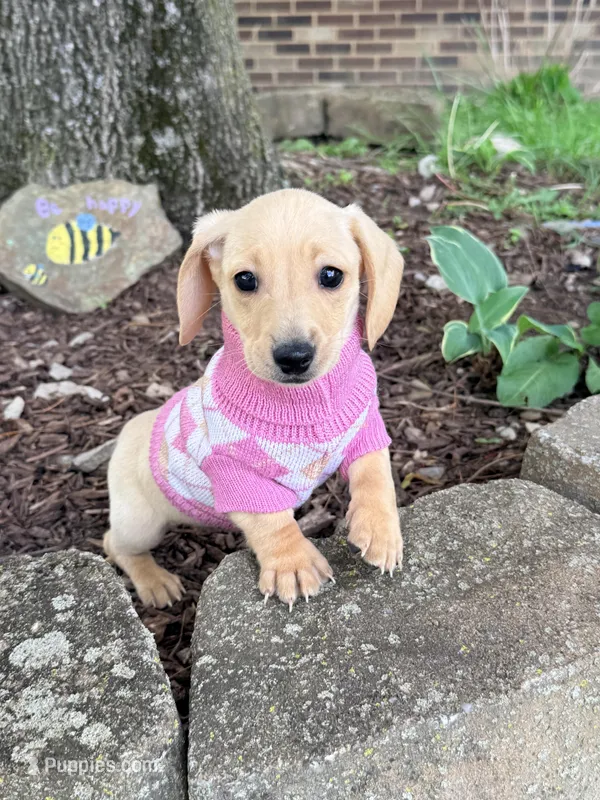 🩷Asti🩷 – Miniature Dachshund puppy for sale in Plum, PA