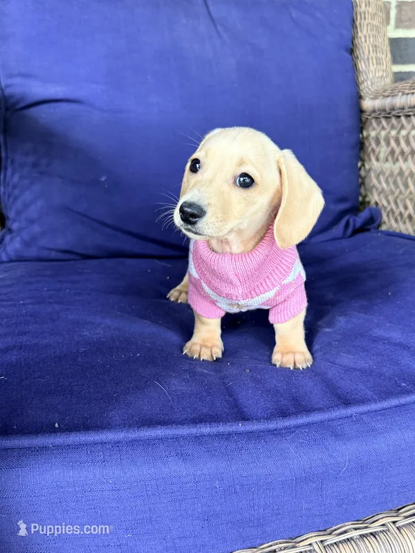 🩷Asti🩷 – Miniature Dachshund puppy for sale in Plum, PA