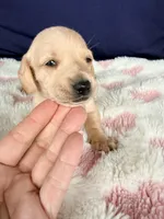 🩷Asti🩷, a female Miniature Dachshund for sale in Plum, PA – Photo 2 of 5