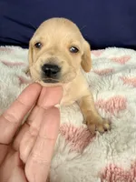 🩷Asti🩷, a female Miniature Dachshund for sale in Plum, PA – Photo 4 of 5