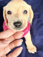 🩷Asti🩷, a female Miniature Dachshund for sale in Plum, PA – Photo 2 of 6