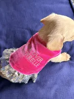 🩷Asti🩷, a female Miniature Dachshund for sale in Plum, PA – Photo 3 of 6