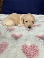 🩷Asti🩷, a female Miniature Dachshund for sale in Plum, PA – Photo 3 of 5