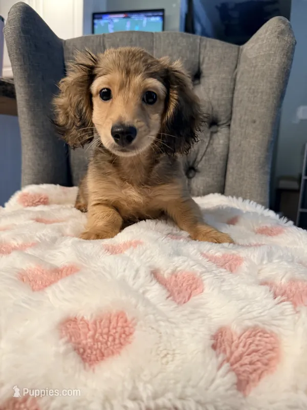 💕Paisley💕 – Miniature Dachshund puppy for sale in Plum, PA