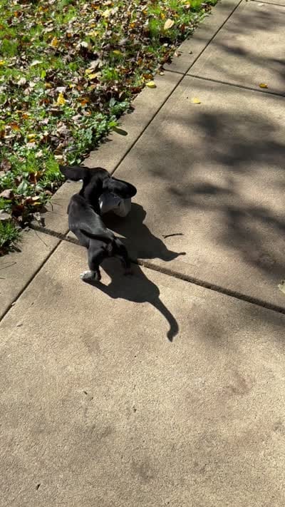 💚Jett💚, a male Miniature Dachshund for sale in Plum, PA – 8 of 9