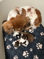 Biscuit, a male Miniature Dachshund for sale in Plum, PA – Photo 9 of 9