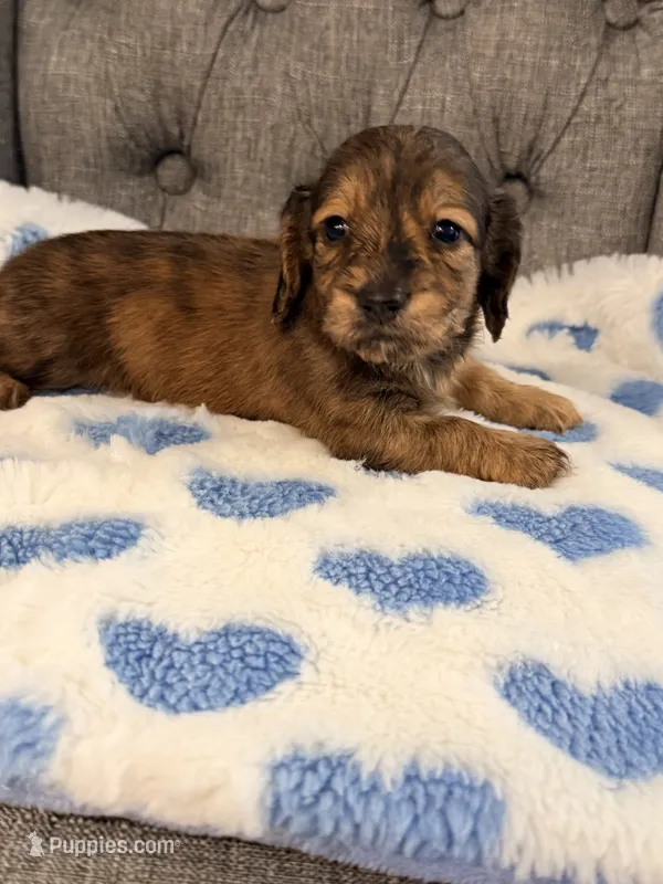 🩵Duey🩵 – Miniature Dachshund puppy for sale in Plum, PA