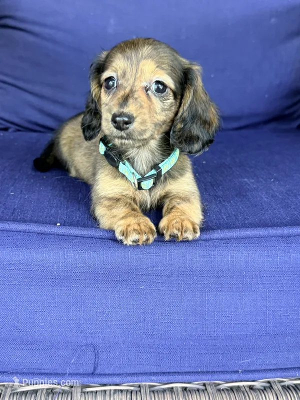 💜Webby💜 – Miniature Dachshund puppy for sale in Plum, PA