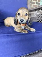 💙Luey💙, a male Miniature Dachshund for sale in Plum, PA – 7 of 10