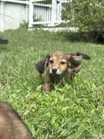 💙Luey💙, a male Miniature Dachshund for sale in Plum, PA – 2 of 10