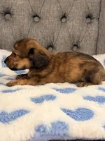 💙Luey💙, a male Miniature Dachshund for sale in Plum, PA – 3 of 4