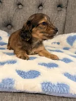 🩵Duey🩵, a male Miniature Dachshund for sale in Plum, PA – 3 of 4
