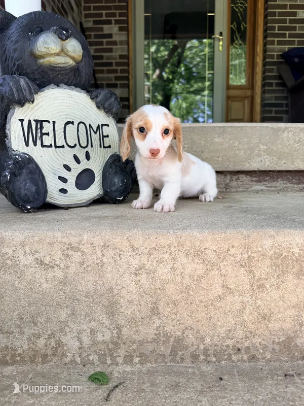 🩷Daisy🩷 – Miniature Dachshund puppy for sale in Plum, PA