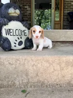 🩷Daisy🩷, a female Miniature Dachshund for sale in Plum, PA – 5 of 10