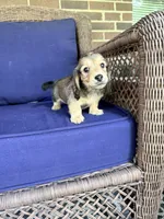 💙Gus💙, a male Miniature Dachshund for sale in Plum, PA – 5 of 8