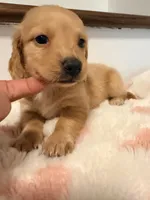 💜Penny💜, a female Miniature Dachshund for sale in Plum, PA – 4 of 6