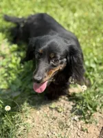 Pepper, a female Miniature Dachshund for sale in Plum, PA – Photo 5 of 6