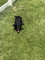 Pepper, a female Miniature Dachshund for sale in Plum, PA – Photo 4 of 6