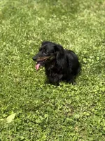 Pepper, a female Miniature Dachshund for sale in Plum, PA – Photo 3 of 6