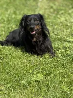 Pepper, a female Miniature Dachshund for sale in Plum, PA – Photo 6 of 6