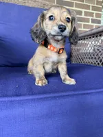 💙Luey💙, a male Miniature Dachshund for sale in Plum, PA – 8 of 10