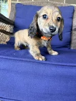 💙Luey💙, a male Miniature Dachshund for sale in Plum, PA – 3 of 10